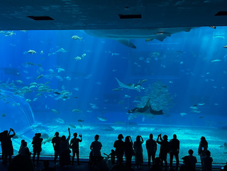 美ら海水族館1